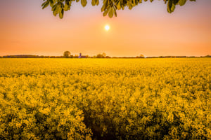 Mit gesunder Ernährung durchs neue Jahr