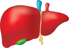 LEBER_liver